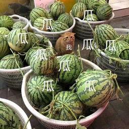 壁纸娱乐吃瓜